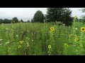 Wild flowers and sunflowers at Brights Zoo