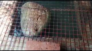 Ram Setu Floating Stone