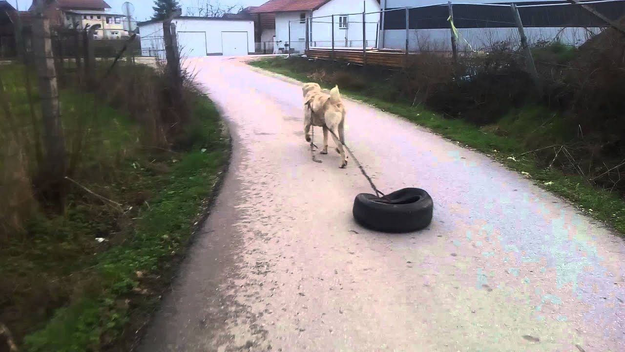azijski ovcar MEDO TRENING