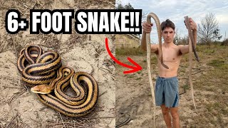 Coachwhip Double Flip! Flipping GIANT Snakes in Central Florida! Herping 2024