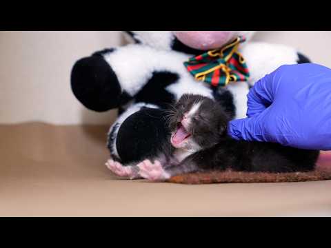 What Happens to Orphaned Kittens in NYC? Inside the ASPCA's New Nursery