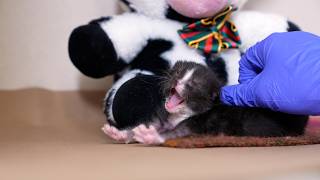 What Happens to Orphaned Kittens in NYC? Inside the ASPCA's New Nursery