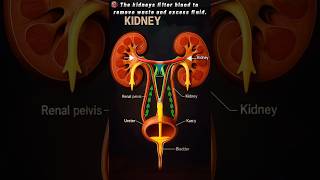 How Kidneys Work: Urine Formation &amp; Filtration | Human Urinary System Function #bioanatomyai #shorts