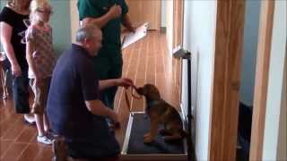 Murphy at the Vet: Annual Preventative Care Visit