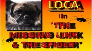 Loca the Pug 'The missing link and the spider'