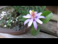 2015 5 27 睡蓮木 スイレンボク 盆栽　Lavender Star Flower　Bonsai