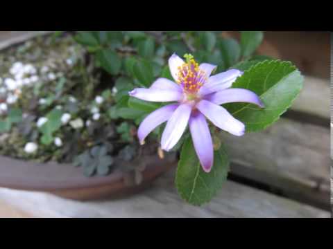 15 5 27 睡蓮木 スイレンボク 盆栽 Lavender Star Flower Bonsai Youtube