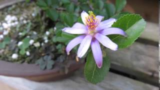 2015 5 27 睡蓮木 スイレンボク 盆栽　Lavender Star Flower　Bonsai