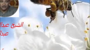 عبدالباسط تلاوة نادرة مجودة سورة النحل ج-2