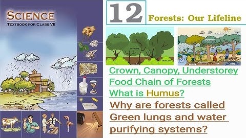 NCERT Science Class 7 Chapter 12: Forests: Our Lifeline (UPSC/PSC, other exams and school students)