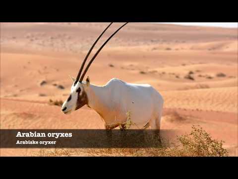 Oryxes and gazelles, Dubai Desert Conservation Reserve, October 2018