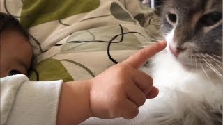 甘えたい気分の猫 ノルウェージャンフォレストキャット A cat that feels sweet.Norwegian Forest Cat.