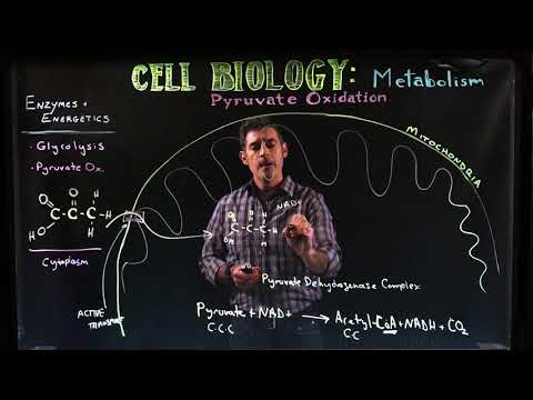 Pyruvate Oxidation