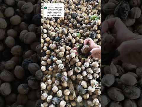 حفظ الجوز وتخزينو