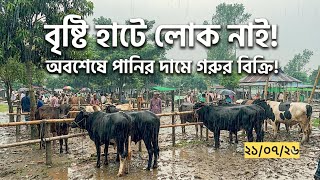 বৃষ্টিতে নলিন গরুর হাটে ক্রেতা শূন্য হাট !পালন উপযোগী ষাঁড় গরুর আজকে পানির দামে।Cattle Market 2026