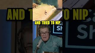 1 crane vs 6 tigers! Who will win? 🤷‍♂️