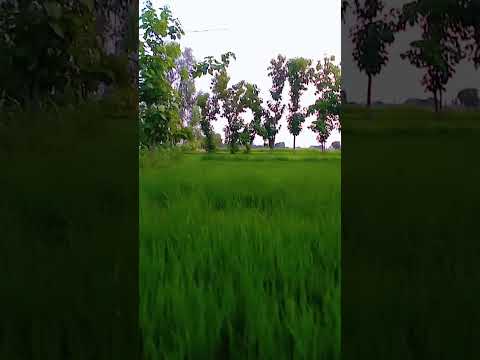 Village# Nature