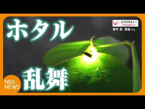 Masses of Fireflies Dancing! A Magical Scene of Yellow-Green Lights Floating in the Dark; Photogr...
