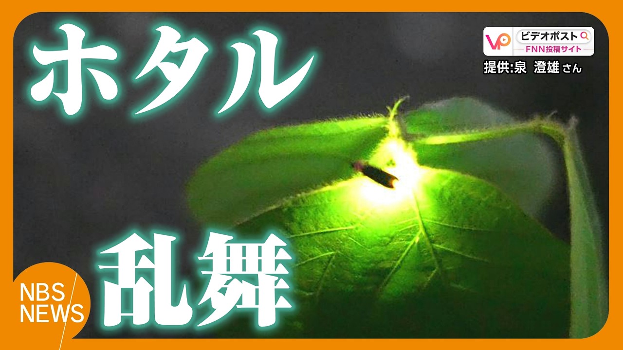 Masses of Fireflies Dancing! A Magical Scene of Yellow-Green