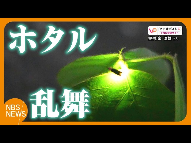 Masses of Fireflies Dancing! A Magical Scene of Yellow-Green