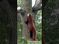 Red Pandas never give up | You don&#39;t give up either | Motivation