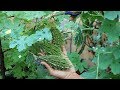 Grow Bitter Gourd at home; Karela उगाएं grow bag में ( Seed till harvesting )