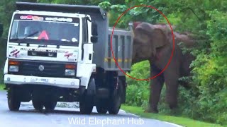 A wild elephant gets angry because of a rude driver.