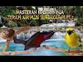 Masteran kolibri ninja terapi air plus tembakan part 2