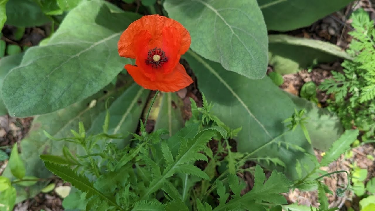 May 20 Garden Tour | Zone 6b - YouTube