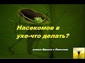 Насекомое в ухе что делать