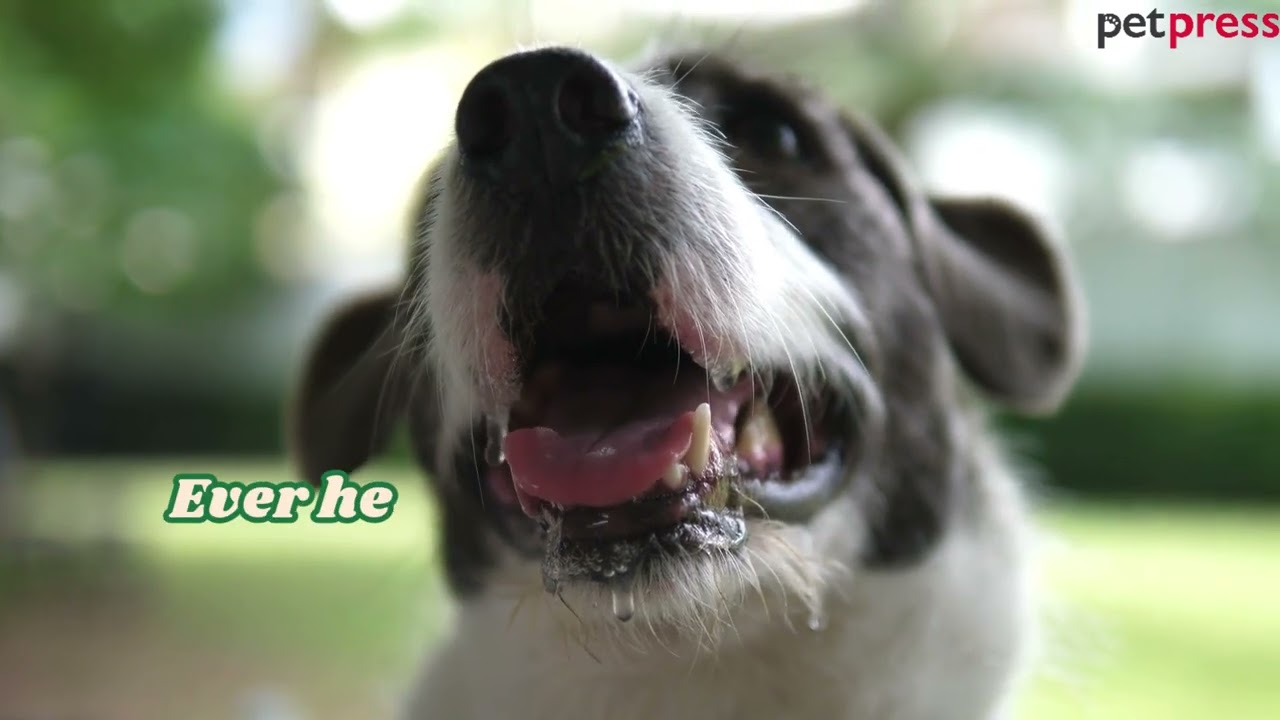 Top 5 Common Dog Myths Debunked: What Every Dog Owner Should Know! 