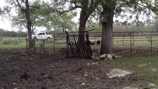 Remote Hog Trap Test