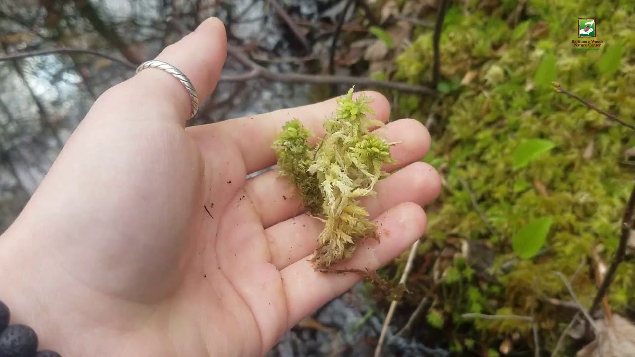 Natural Sphagnum Moss