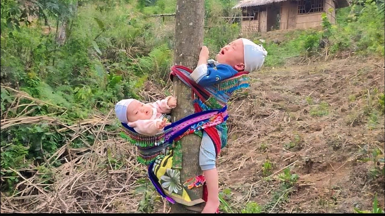 A Single Father’s Struggle: Harvesting Taro to Earn Money