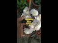 Gardening Hack #shorts