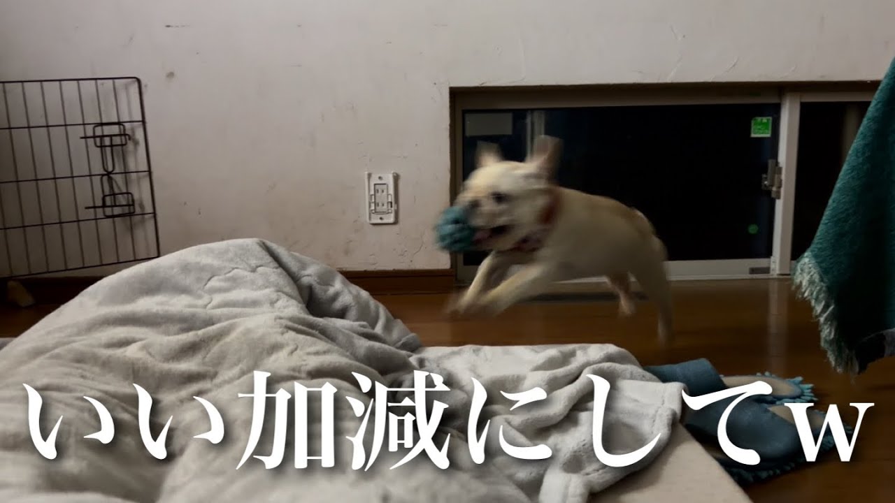 寝る前に覚醒して1時間遊び倒すフレンチブルドッグの子犬