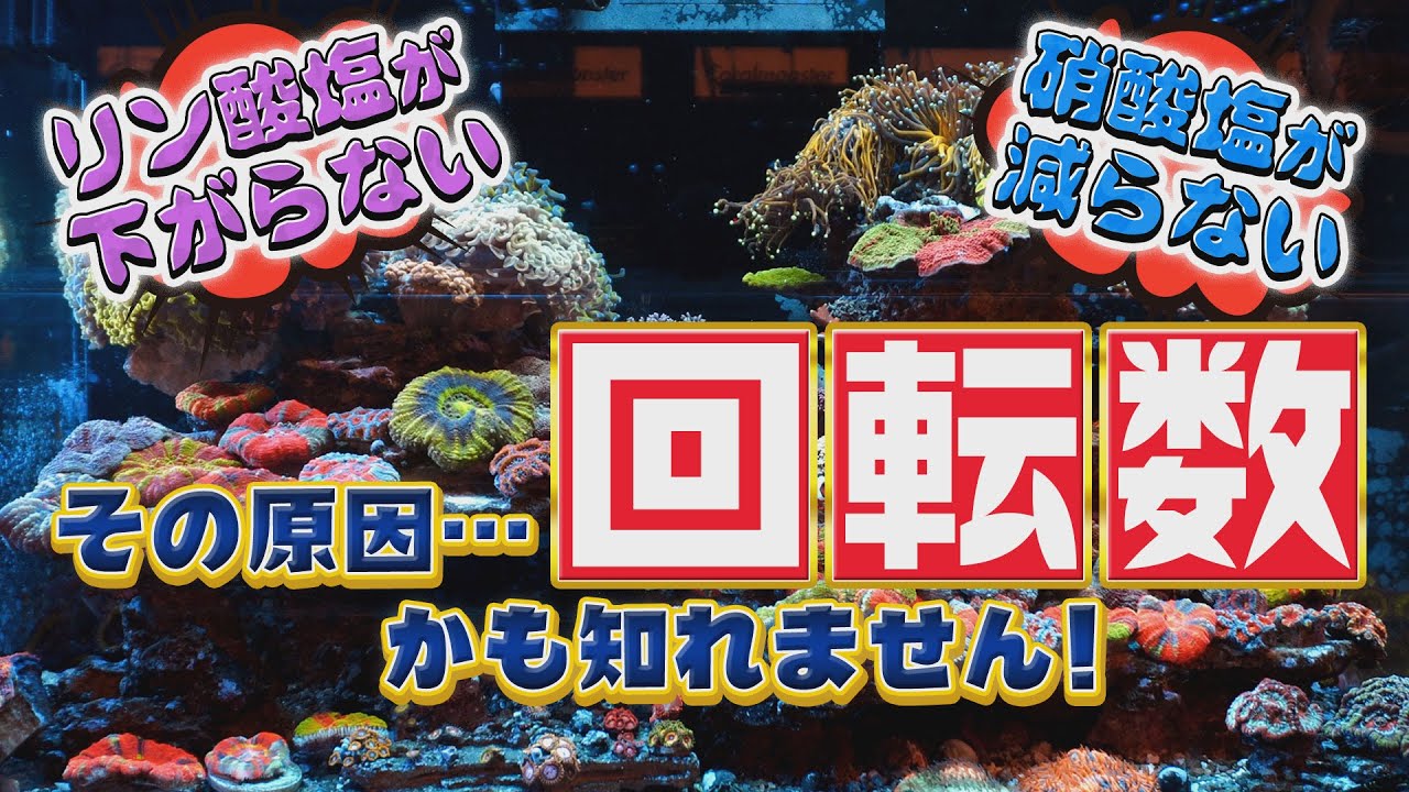 《サンゴ水槽》ここで差がつく｢回転数｣の話【2023年9月号 vol.3】