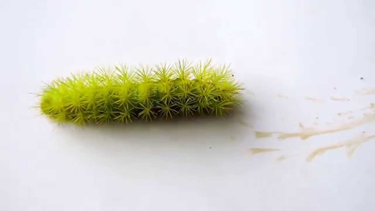 Green Hairy Caterpillar 38