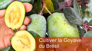 Réussir La Plantation Du Goyavier Du Brésil Feijoa