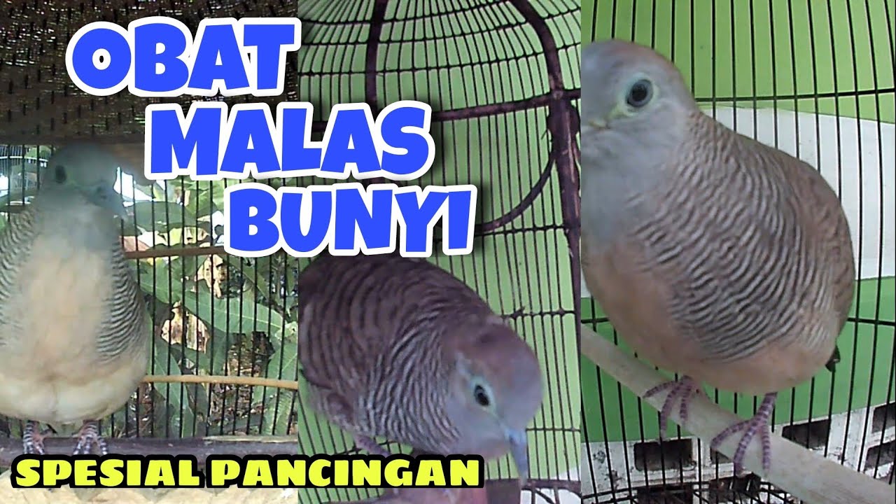 Obat Malas Bunyi Perkutut Lokal, Spesial Buat Pancingan‼️