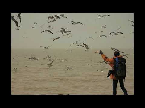 თოლიები. ვახო გოგილავა