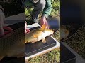 Incroyable ! Découvrez le poids de ce poisson ! #shorts