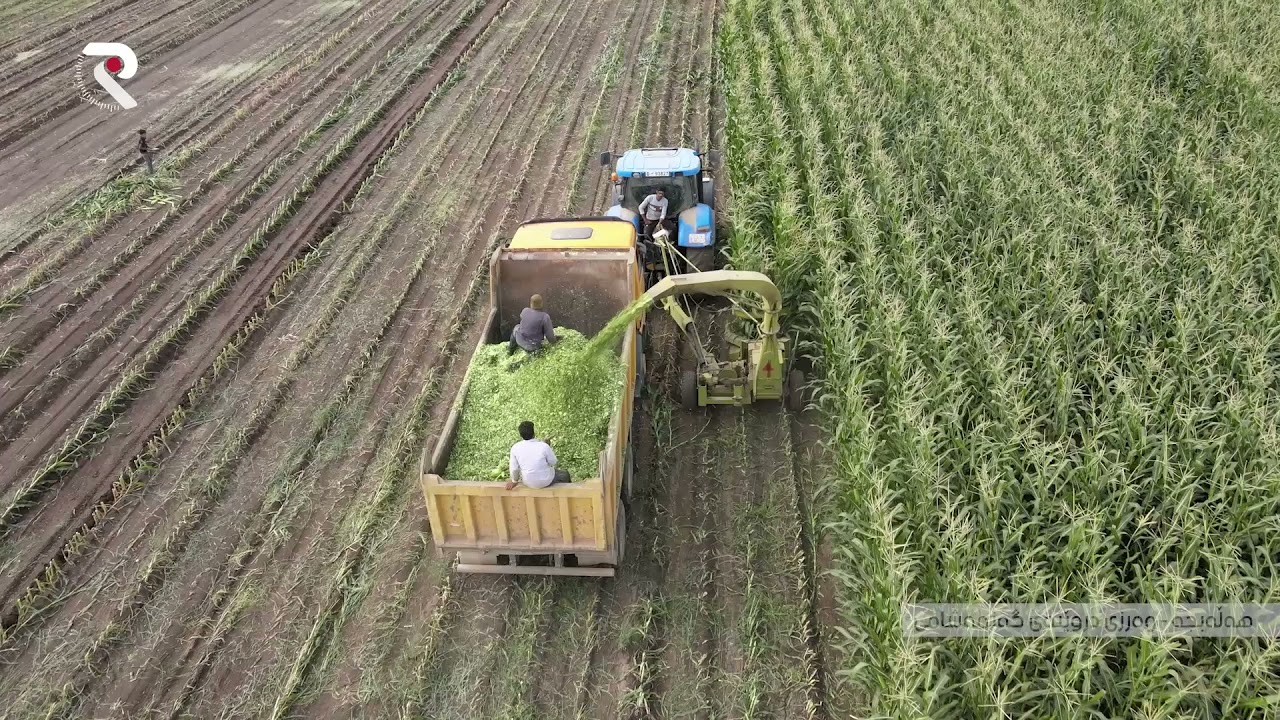 هەڵەبجە - وەرزی دروێنەی گەنمەشامی