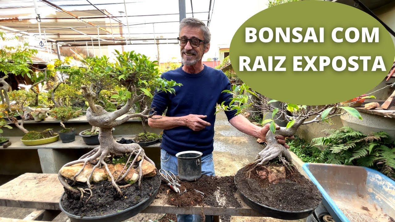 BONSAI COM RAIZ EXPOSTA