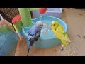 【ゆる】今日の水浴び☆セキセイインコ Budgerigar parakeet