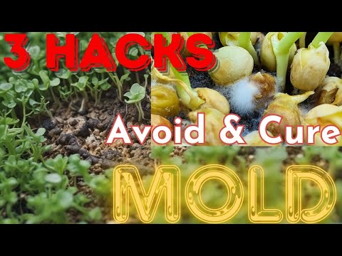 3 Tips to AVOID & CURE MOLD on Microgreens: Indoor Garden Growing Hacks