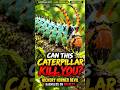 Can This Caterpillar Kill You? 😈 Hickory Horned Devil #Caterpillar #HickoryHornedDevil