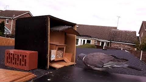 Raspberry Pi smart bird feeder - can he push it? (Yes, he can)