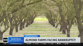 California's almond industry crippled by rising costs