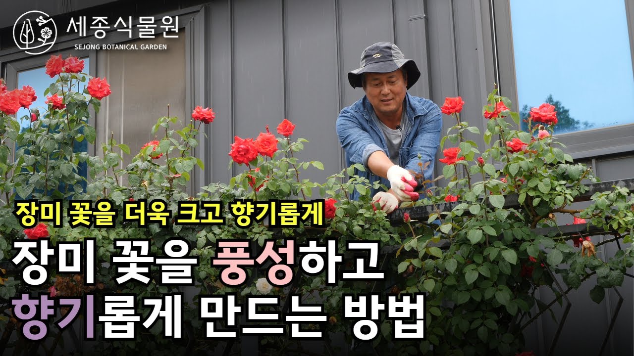 장미 꽃을 크고 향기롭게 만드는 방법, 정원관리 ,장미관리,장미키우기